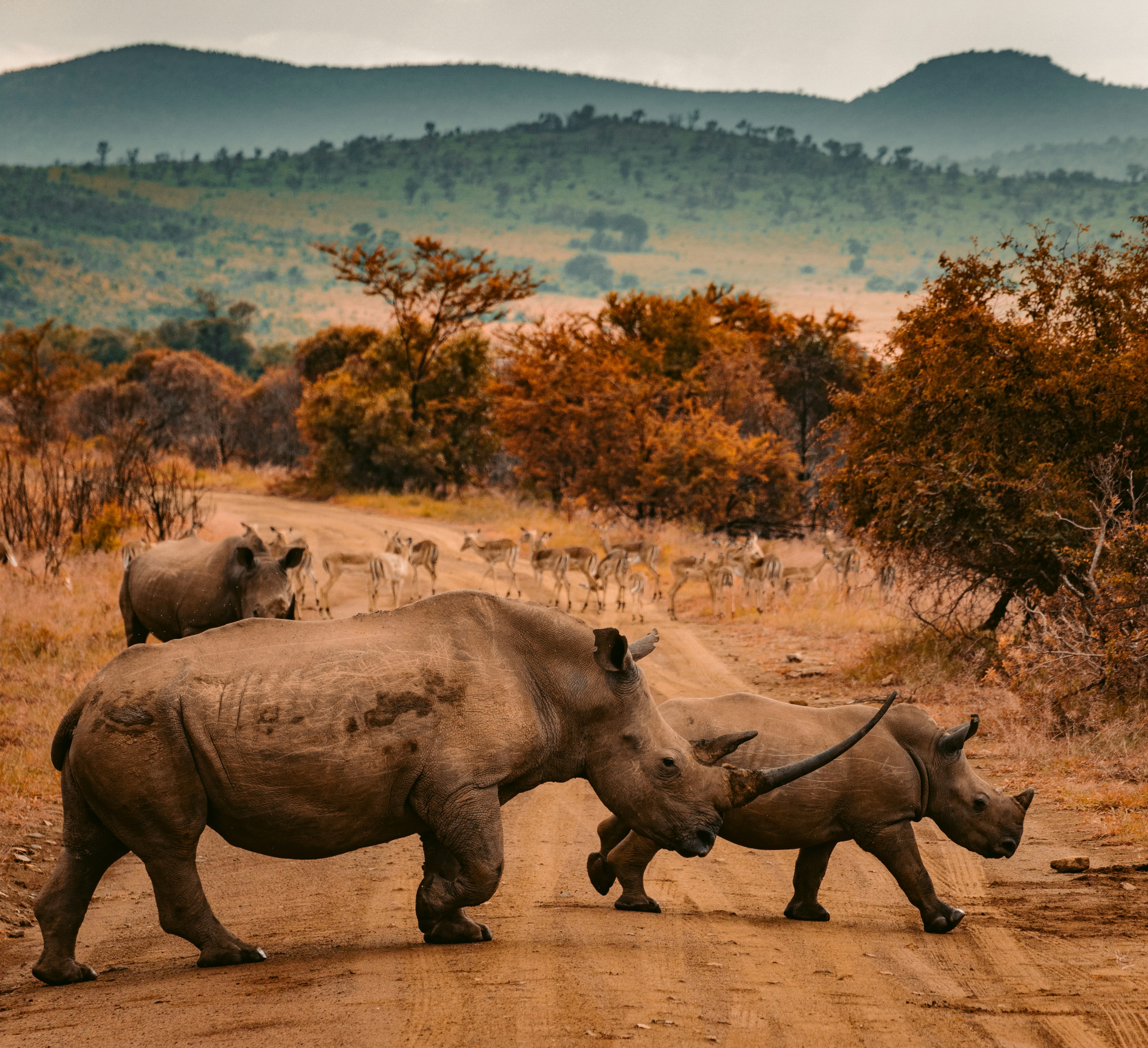 Wildlife Holidays